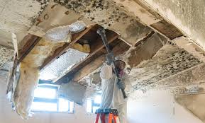 Professional Mold Remediation in Golden Shores, AZ